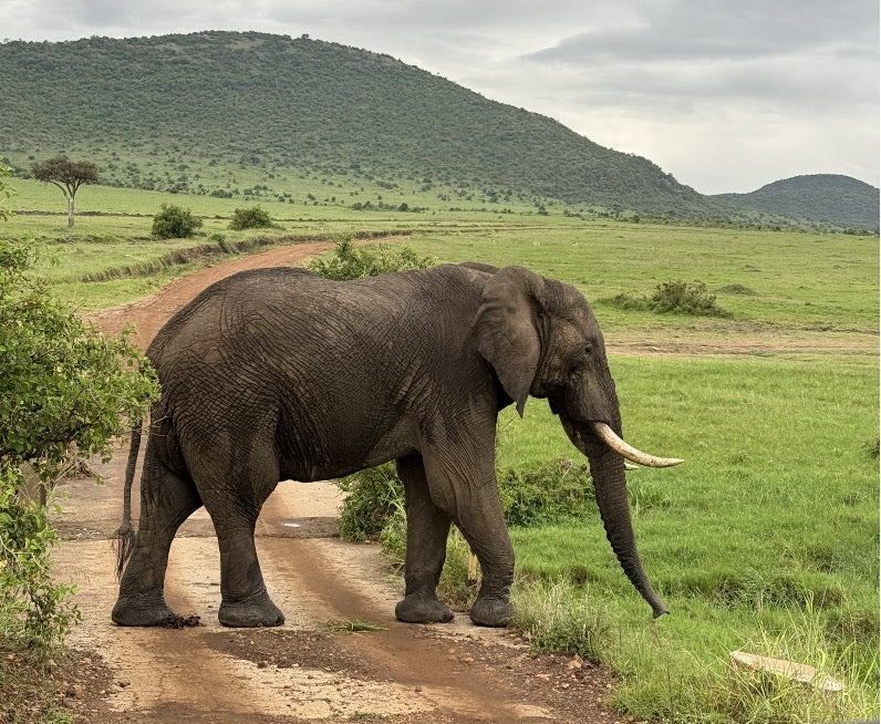Kenya Fun Facts -The Big Five
