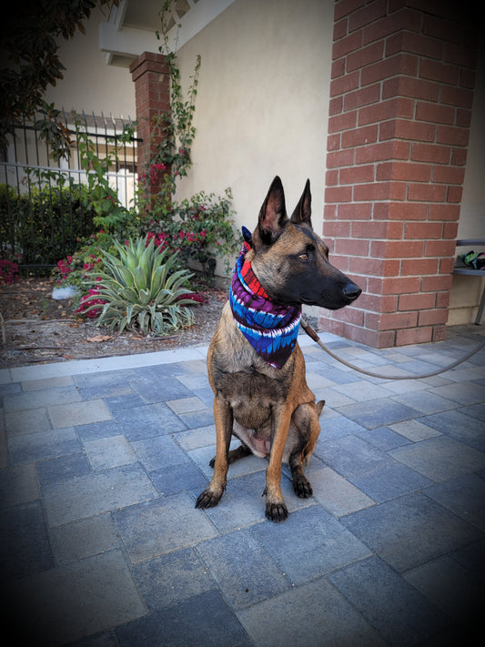 Colossal Colors Reversible Dog Bandana