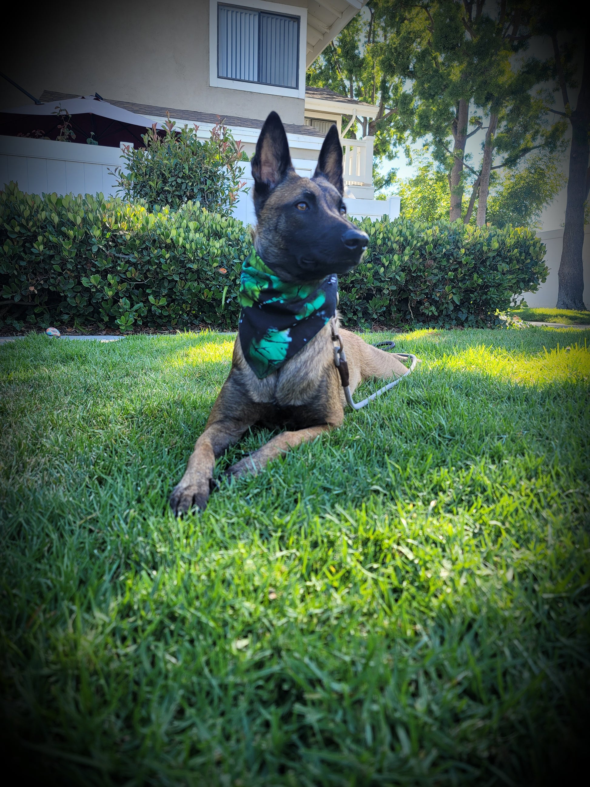 Belgian Malinois Shepard Dog tan with black face wearing green tie dye dog bandana on grass with bushes and trees in the background.
