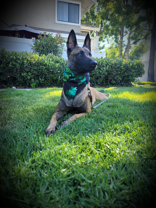 Belgian Malinois Shepard Dog tan with black face wearing green tie dye dog bandana on grass with bushes and trees in the background.