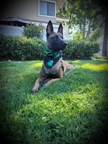 Belgian Malinois Shepard Dog tan with black face wearing green tie dye dog bandana on grass with bushes and trees in the background. 