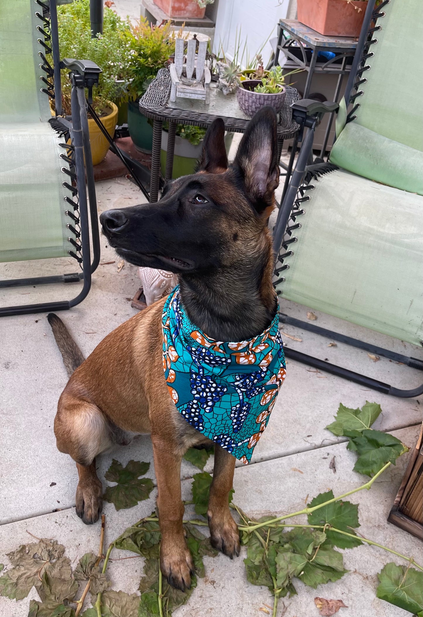 Terrific Teal Reversible Dog Bandana