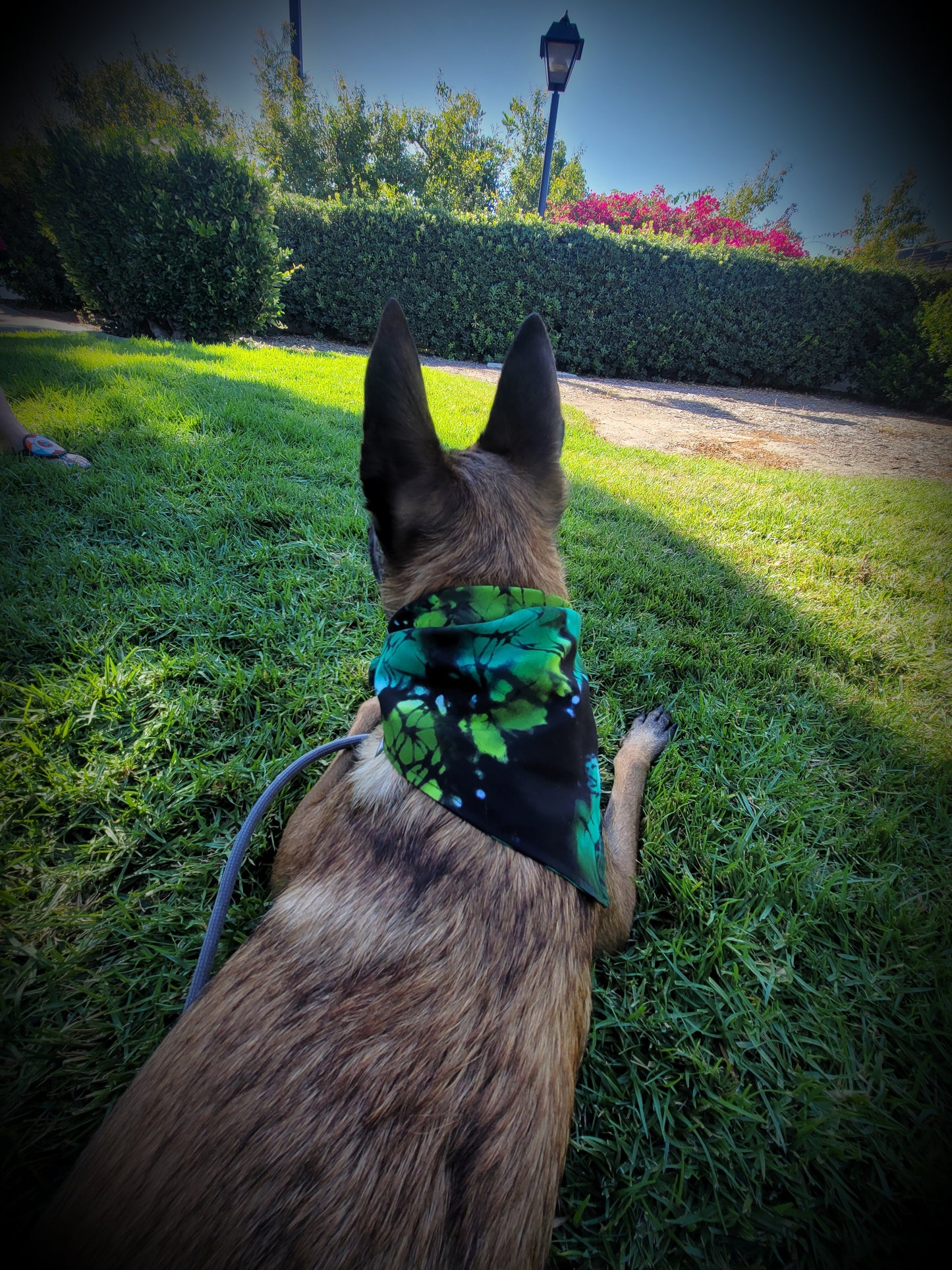 Gorgeous Green Dog Bandana