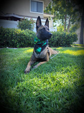 Load image into Gallery viewer, Belgian Malinois Shepard Dog tan with black face wearing green tie dye dog bandana on grass with bushes and trees in the background. 