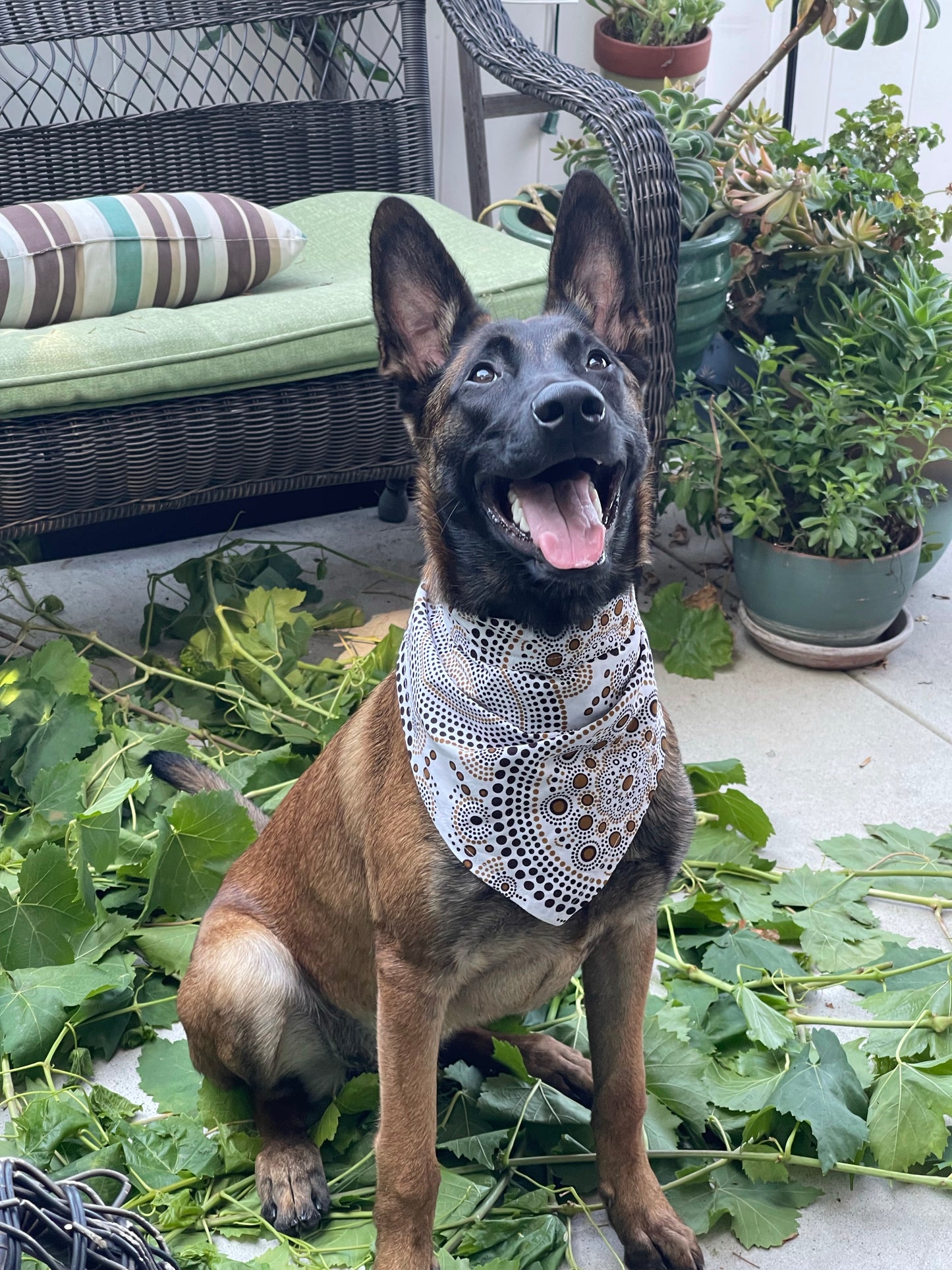 Circling Dog Bandana