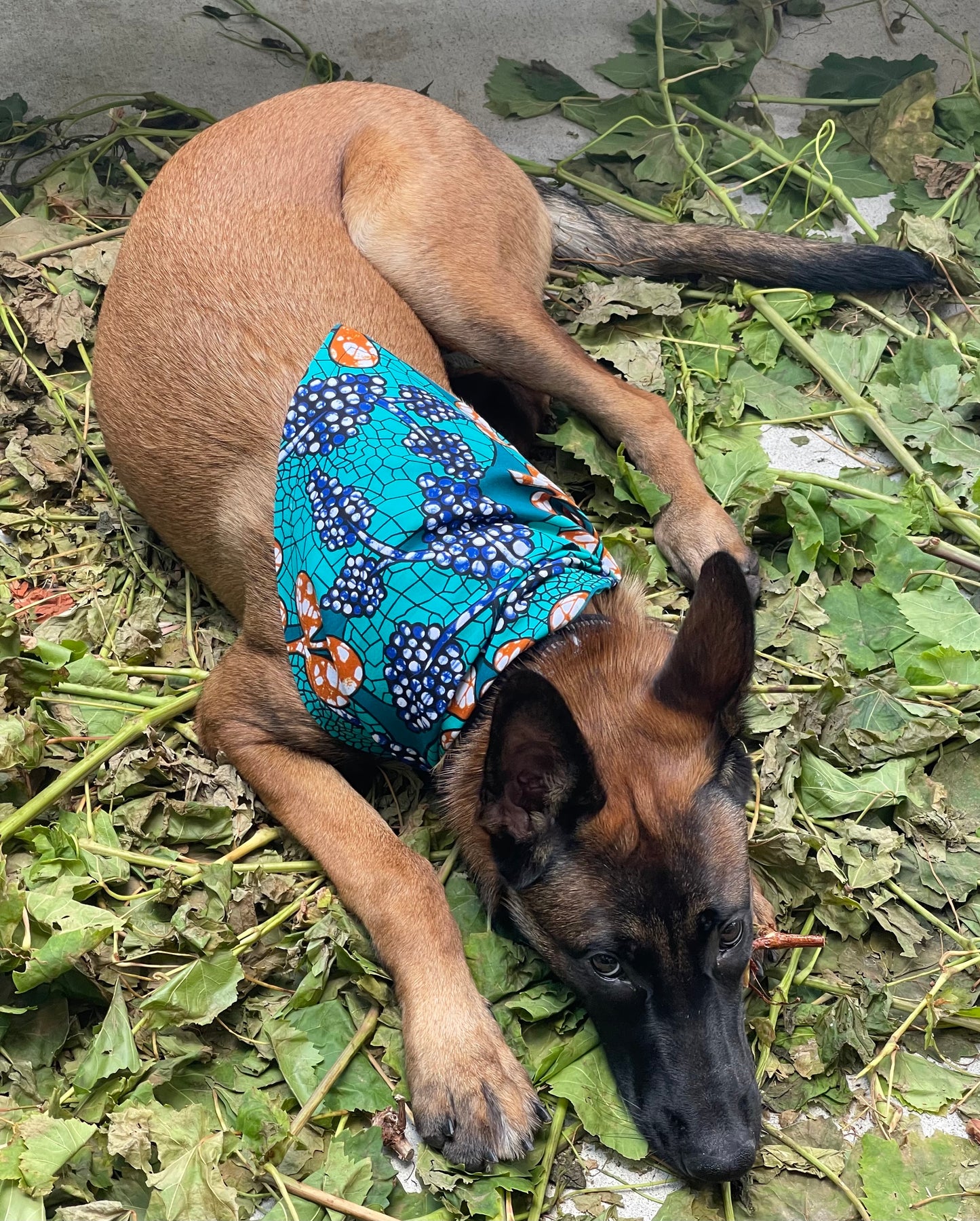 Terrific Teal Reversible Dog Bandana