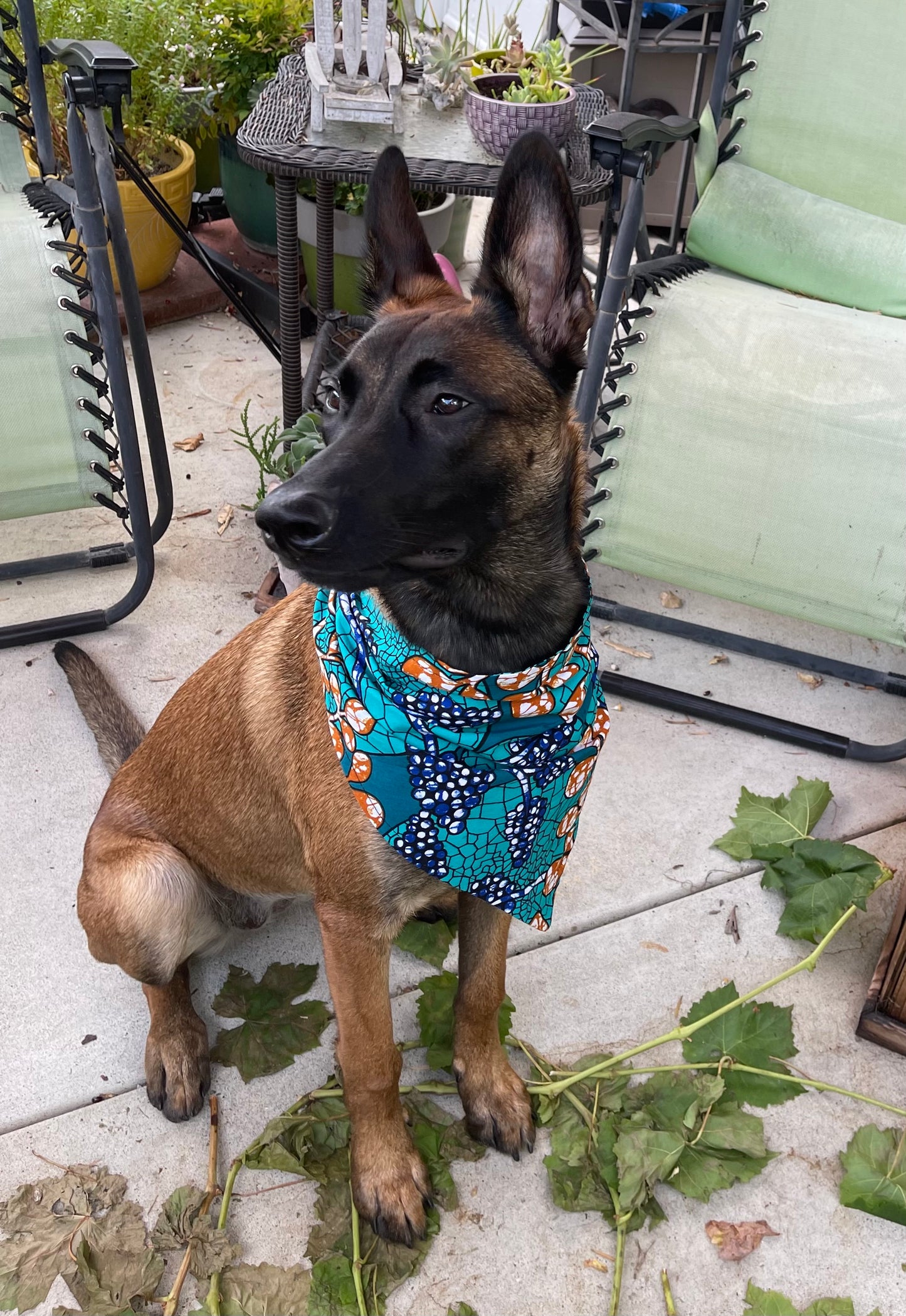 Terrific Teal Reversible Dog Bandana