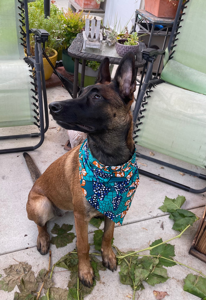 Terrific Teal Reversible Dog Bandana
